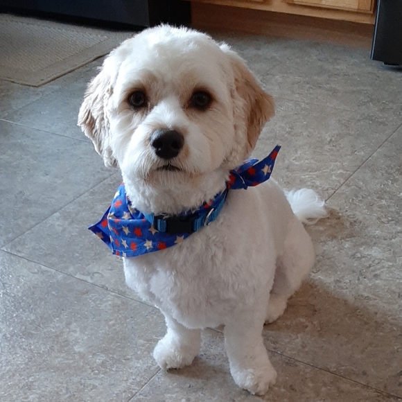 Meet your Posher, Renee - Picture 2 of 7